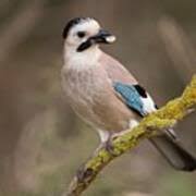 Attēlu rezultāti vaicājumam “Garrulus glandarius adult”