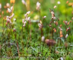 Attēlu rezultāti vaicājumam “Pogonatum dentatum macro”