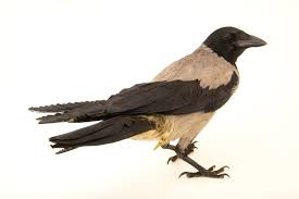 Attēlu rezultāti vaicājumam “Corvus cornix”