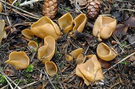 Attēlu rezultāti vaicājumam “Otidea leporina”