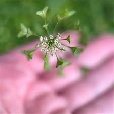 Attēlu rezultāti vaicājumam “Capsella bursa-pastoris bud”