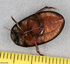 Attēlu rezultāti vaicājumam “Hydrochara caraboides”