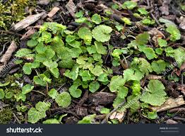 Attēlu rezultāti vaicājumam “Chrysosplenium alternifolium leaf”