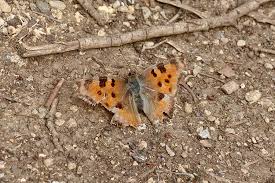 Attēlu rezultāti vaicājumam “Nymphalis polychloros upperside”