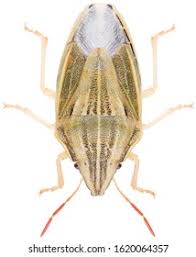 Attēlu rezultāti vaicājumam “Aelia acuminata”