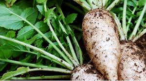 Image result for Rettich