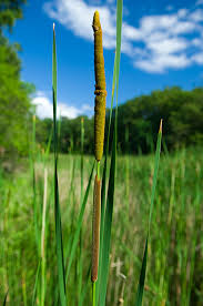 Attēlu rezultāti vaicājumam “Typha latifolia fruit”