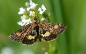 Attēlu rezultāti vaicājumam “Pyrausta aurata”