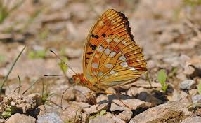 Attēlu rezultāti vaicājumam “Argynnis adippe underside”