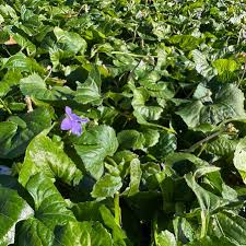 Attēlu rezultāti vaicājumam “Viola sororia”