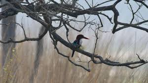 Image result for Kingfisher Twirling Team