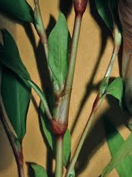 Attēlu rezultāti vaicājumam “Persicaria hydropiper”