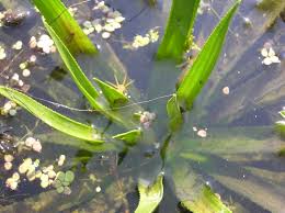 Attēlu rezultāti vaicājumam “Stratiotes aloides”