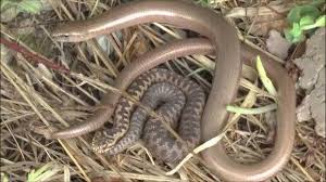 Attēlu rezultāti vaicājumam “Anguis fragilis adult”