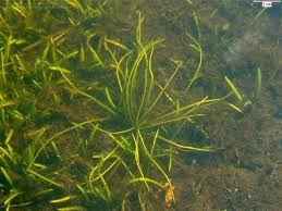 Attēlu rezultāti vaicājumam “Isoetes echinospora leaf”