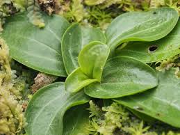 Attēlu rezultāti vaicājumam “Centaurium erythraea leaf”