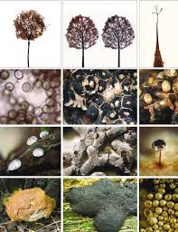 Attēlu rezultāti vaicājumam “Comatricha ellae stalked”