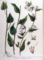 Image result for Campanula strigosa