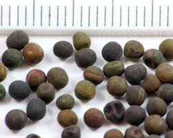 Attēlu rezultāti vaicājumam “Vicia cracca fruit”