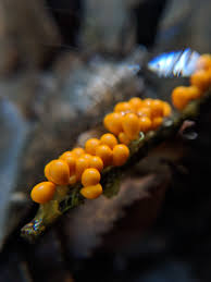 Attēlu rezultāti vaicājumam “Hemitrichia clavata young”