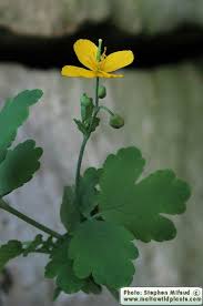 Attēlu rezultāti vaicājumam “Chelidonium majus”