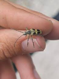 Attēlu rezultāti vaicājumam “Pachyta quadrimaculata”