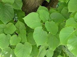 Attēlu rezultāti vaicājumam “Tilia x moltkei leaf”