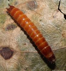 Attēlu rezultāti vaicājumam “Elateridae larva”