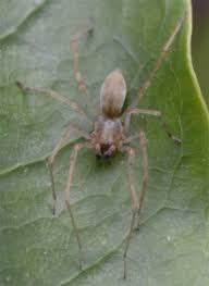 Attēlu rezultāti vaicājumam “Cheiracanthium sp.”