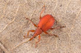 Attēlu rezultāti vaicājumam “Apion sp.”