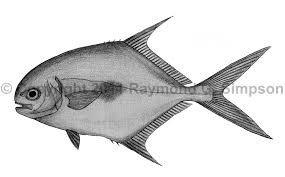 Image result for Trachinotus falcatus