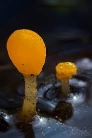 Attēlu rezultāti vaicājumam “Mitrula paludosa”