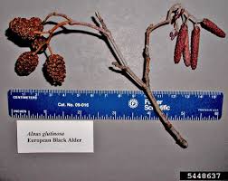 Attēlu rezultāti vaicājumam “Alnus glutinosa fruit”