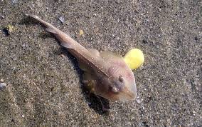 Image result for Acroteriobatus blochii