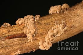 Attēlu rezultāti vaicājumam “Panellus stipticus”