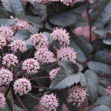 Attēlu rezultāti vaicājumam “Angelica palustris flower”