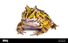 Image result for Ceratophrys ornata