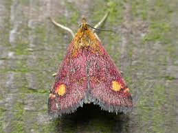 Attēlu rezultāti vaicājumam “Pyrausta aurata”