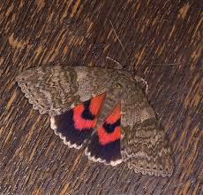 Attēlu rezultāti vaicājumam “Catocala nupta”