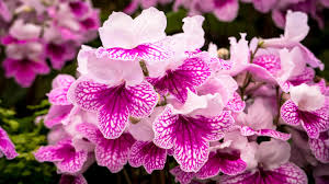 Image result for Streptocarpus
