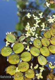 Attēlu rezultāti vaicājumam “Lemna gibba”