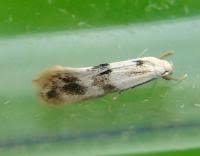 Attēlu rezultāti vaicājumam “Elachista maculicerusella”