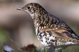 Image result for Zoothera dauma