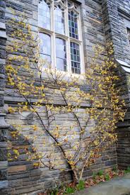 Attēlu rezultāti vaicājumam “Hamamelis mollis”