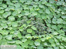 Attēlu rezultāti vaicājumam “Tropaeolum majus leaf”