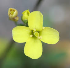 Attēlu rezultāti vaicājumam “Diplotaxis muralis flower”