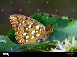 Attēlu rezultāti vaicājumam “Argynnis aglaja underside”