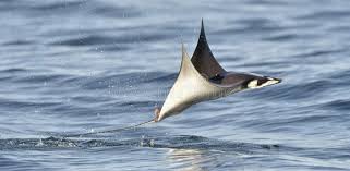 Image result for Mobula munkiana