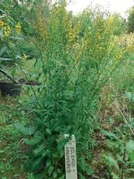 Attēlu rezultāti vaicājumam “Solidago virgaurea bud”