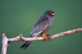 Attēlu rezultāti vaicājumam “Falco vespertinus”